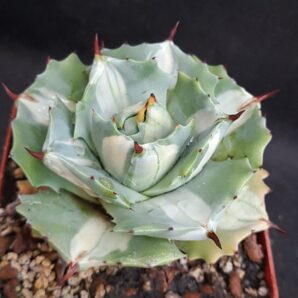 Agave isthmensis ‘Ohi Raijin Shiro Nakafu’ – Variegated Dwarf