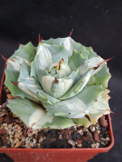 Agave isthmensis ‘Ohi Raijin Shiro Nakafu’ – Variegated Dwarf