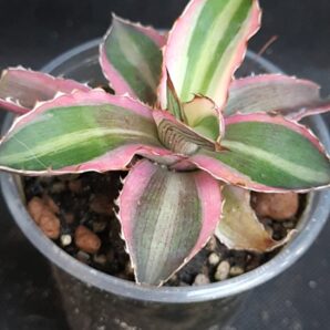 Agave lophantha tricolor