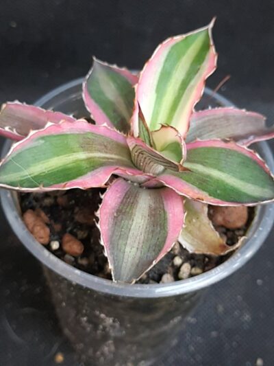 Agave lophantha tricolor