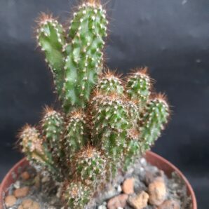 Cereus peruvianus monstrosus | 13