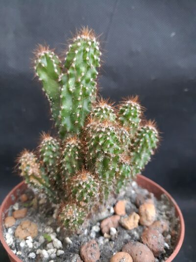 Cereus peruvianus monstrosus