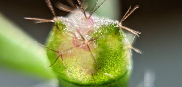 annade_cacti