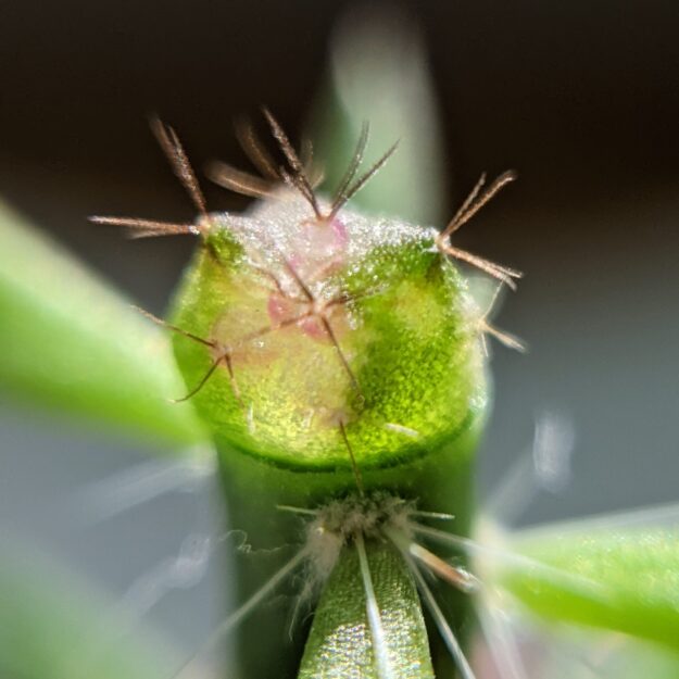 annade_cacti