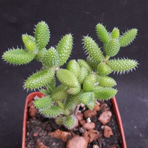 Delosperma echinatum | 35