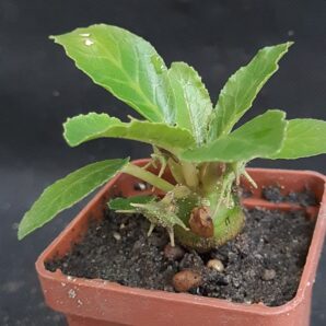 Dorstenia foetida | 2