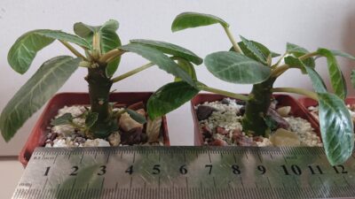 Dorstenia Foetida K 5500 - Зображення 2