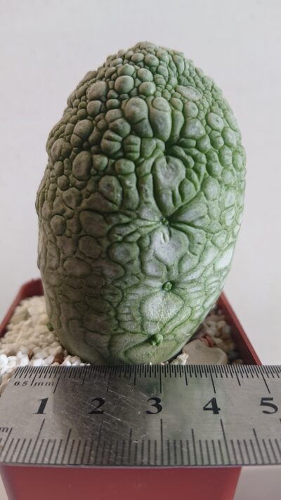 9 Pseudolithos migiurtinus-spaericus eylensis K 5779 - Зображення 2