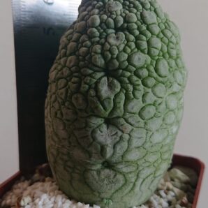 9 Pseudolithos migiurtinus-spaericus eylensis K 5779