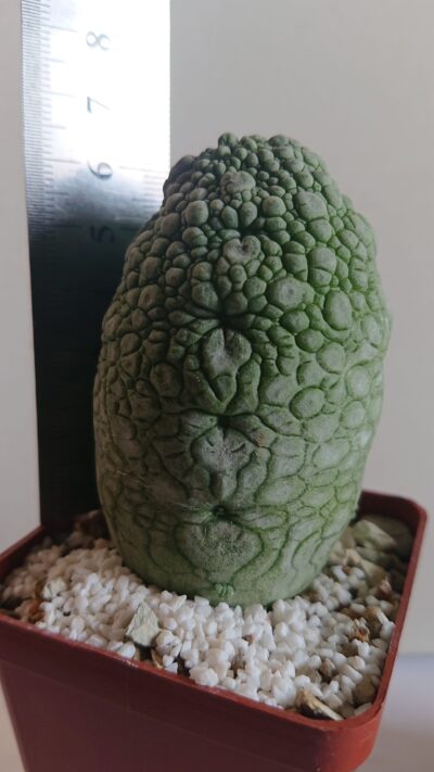 9 Pseudolithos migiurtinus-spaericus eylensis K 5779