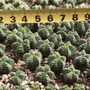 Aztekium valdezii