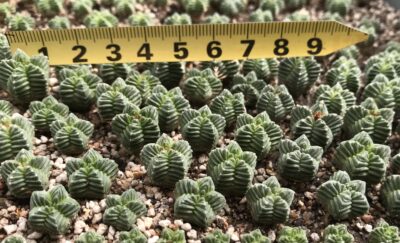 Aztekium valdezii