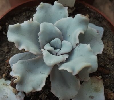 Echeveria Crispate Beauty - Зображення 2