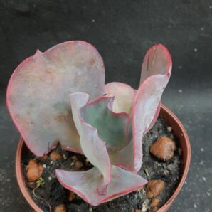 Echeveria Etna