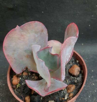 Echeveria Etna