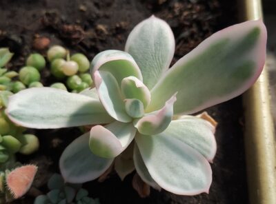 Echeveria sp. variegata
