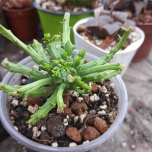 Euphorbia flanaganii (Medusa's Head)