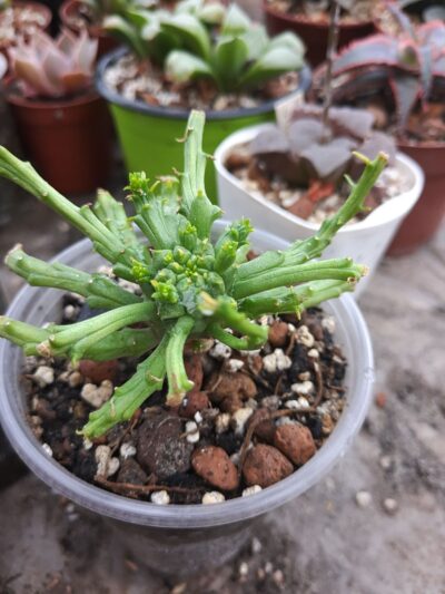Euphorbia flanaganii (Medusa's Head)