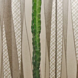 euphorbia-heterochroma-v.-tsavoensis-kasigau-kenya-1