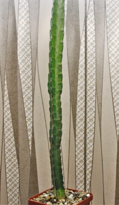 euphorbia-heterochroma-v.-tsavoensis-kasigau-kenya-1