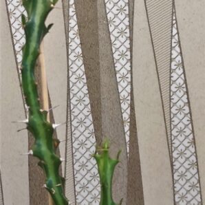 euphorbia-knuthii-rsa