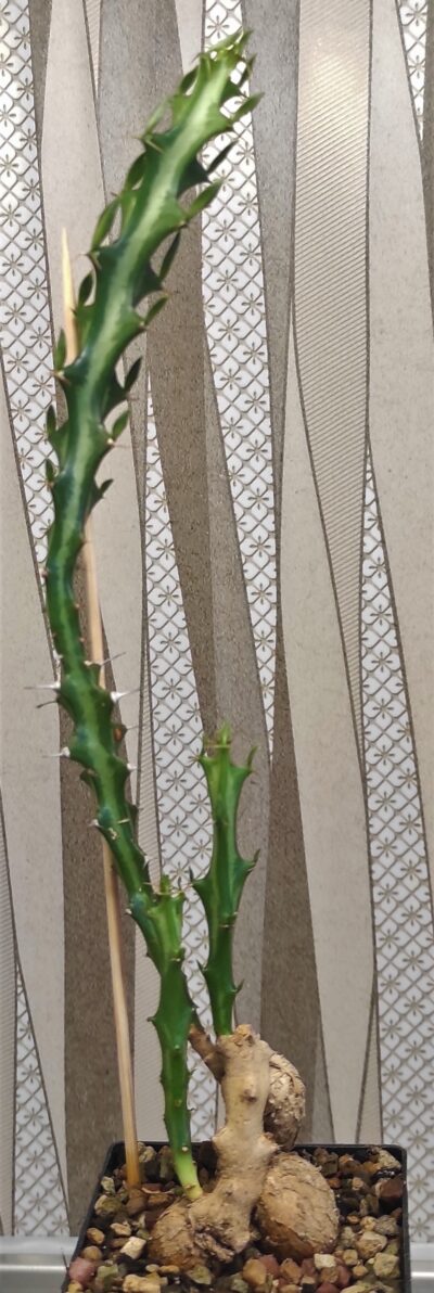 euphorbia-knuthii-rsa