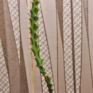 euphorbia-vandermerwei-knuthii-type-mozambigum-1