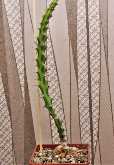 euphorbia-vandermerwei-knuthii-type-mozambigum-1