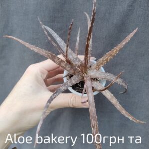 aloe bakery дітка