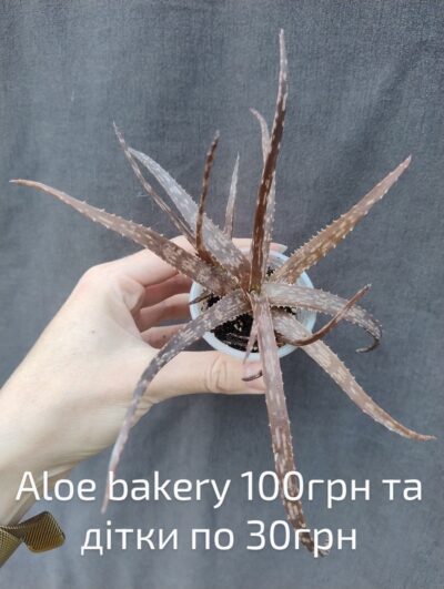 aloe bakery дітка