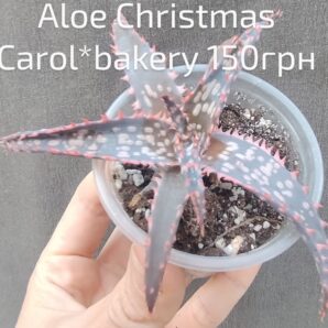 Aloe hybrid Cr. Carol * bakery дітка