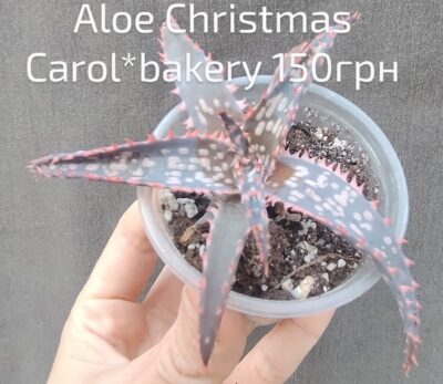 Aloe hybrid Cr. Carol * bakery дітка