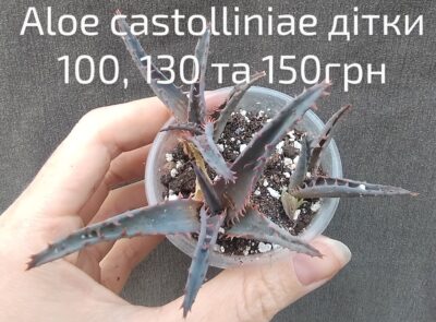 Aloe castolliniae дітка