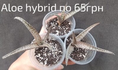 Aloe hybrid дітка - Зображення 2