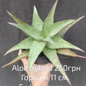 Aloe hybrid дітка