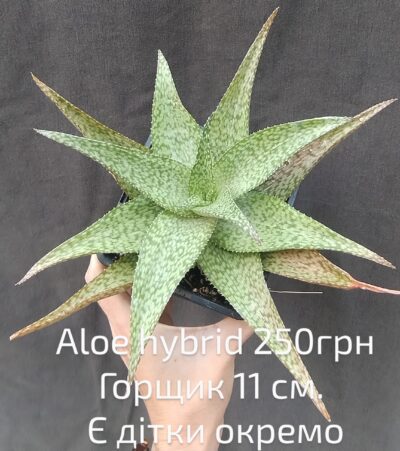 Aloe hybrid доросле
