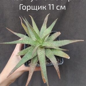 Aloe hybrid горшок 11см