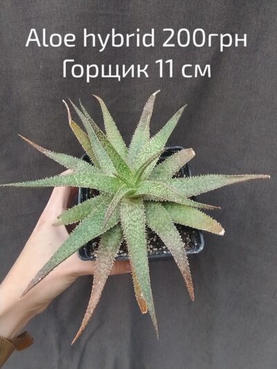 Aloe hybrid горшок 11см