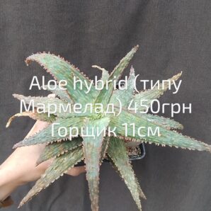 Aloe hybrid(типу Мармелад) горшик 11см