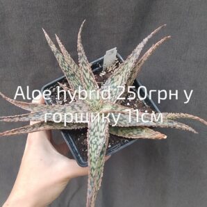 Aloe hybrid(3)