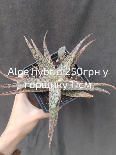 Aloe hybrid(3)