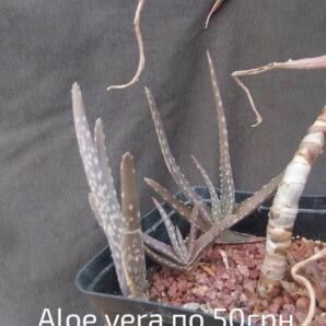 aloe vera дітка