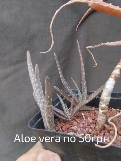 aloe vera дітка