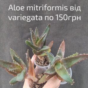 aloe mitriformis від variegata молоді рослини