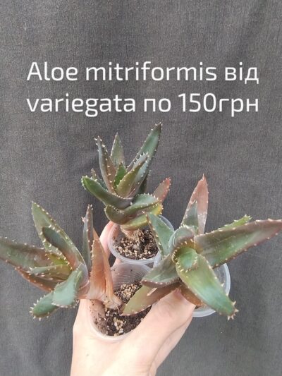 aloe mitriformis від variegata молоді рослини