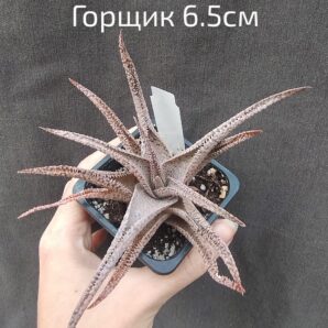 Aloe hybrid(взимку сніжно біле, влітку- рожевіе)