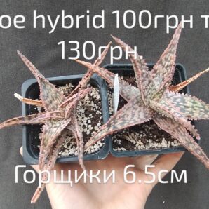 Aloe hybrid(3)
