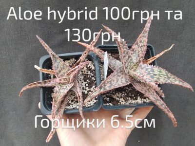Aloe hybrid(3)