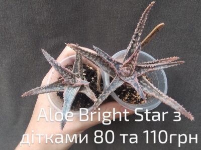 Aloe 'Donnie', also sold as Aloe 'Bright Star' молоді рослини