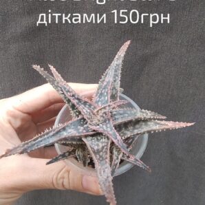 Aloe 'Donnie', also sold as Aloe 'Bright Star' з ДІТКАМИ